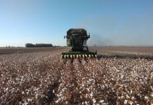 ¿Se puede recolectar una cosecha que se plantó antes de vender los terrenos? pago algodón
