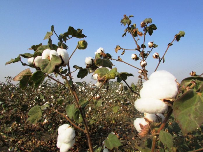 FEGA (Fondo Español de Garantía Agraria)