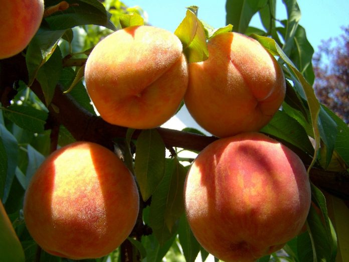 descenso fruta