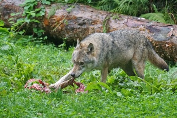 daños lobo