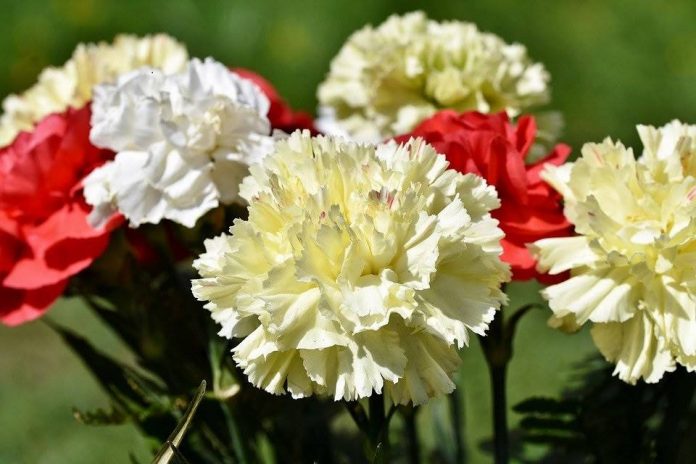 flores