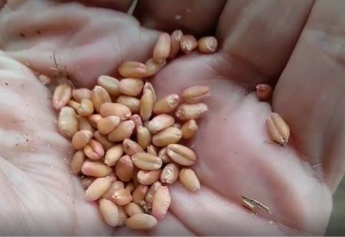 américa cereales expertos