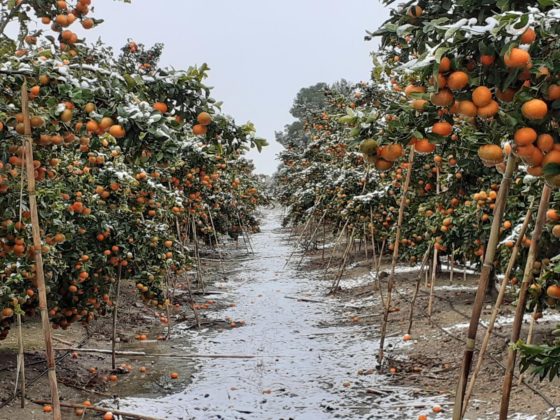 Opas valencianas hacen balance de 2023