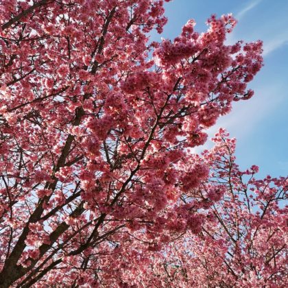 primavera preg&oacute;n