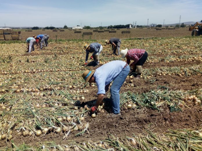cebollas