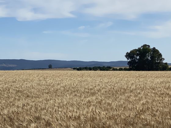 El trigo duro arranca la campa&ntilde;a 2024/2025 mucho m&aacute;s bajo