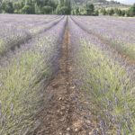 intervención plantas