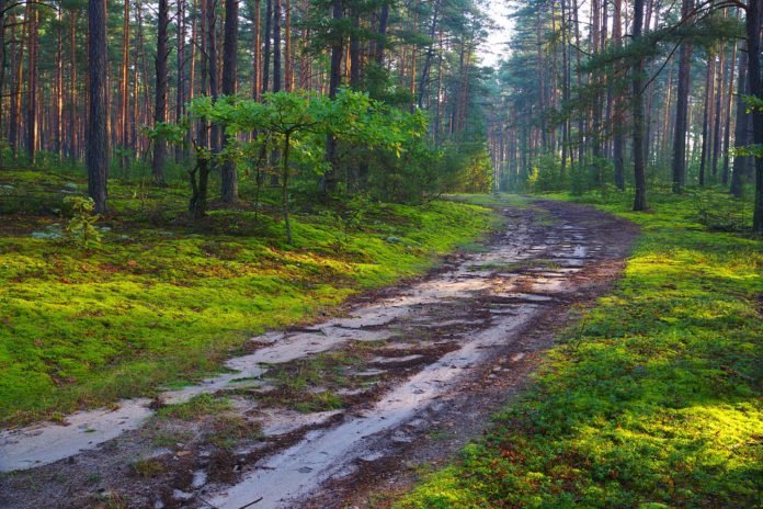 sector forestal sector forestal