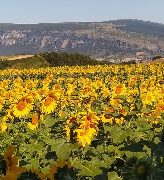 girasol trigo