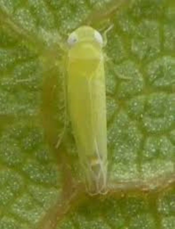 mosquito verde