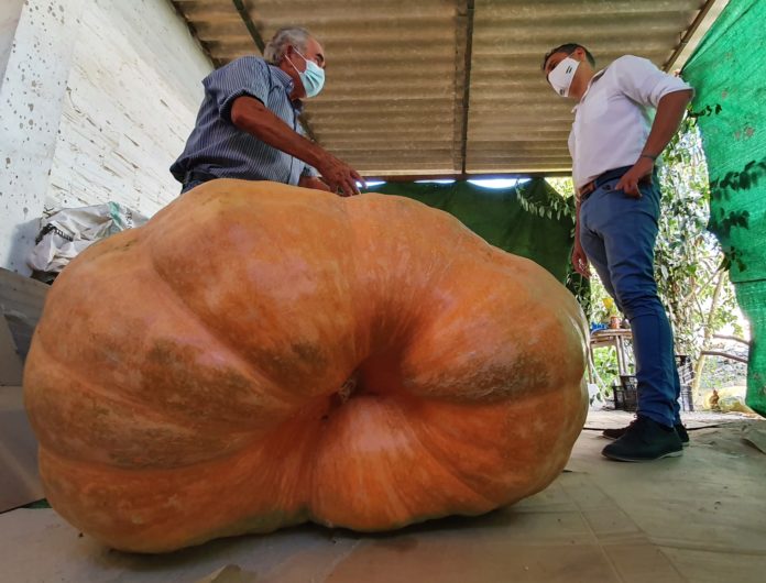 calabaza