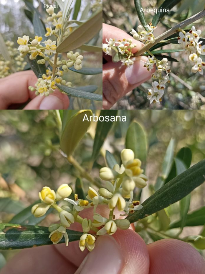 floración