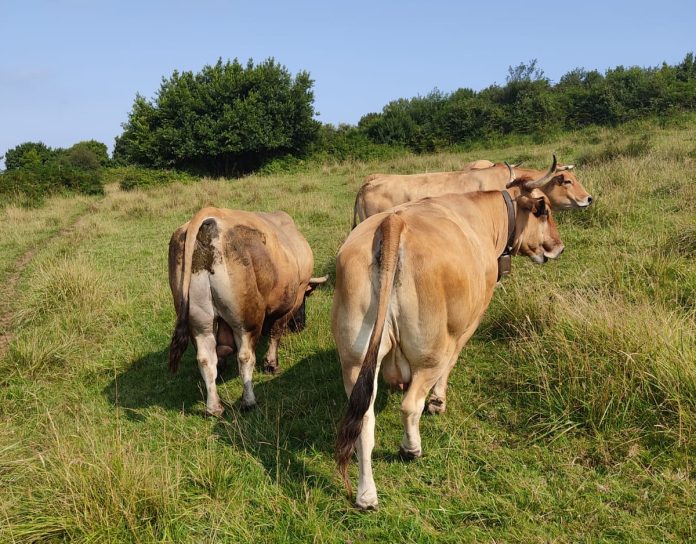 asturias enfermedad hemorrágica asturias enfermedad hemorrágica