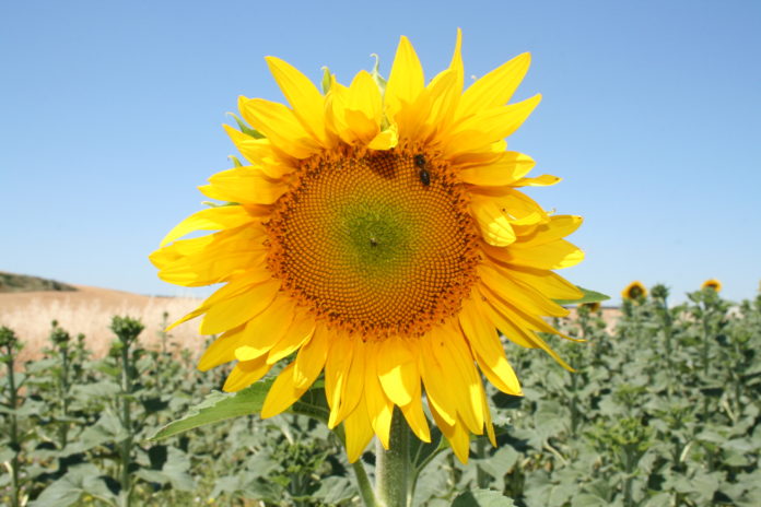 ASAJA girasol