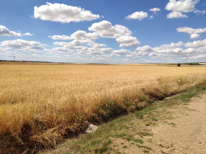 Cooperativas Las Cooperativas lanzan las primeras estimaciones de cosecha de cereales