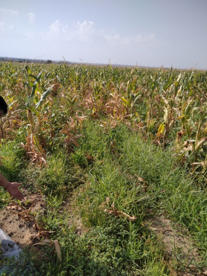seguros El Gobierno destina en total 315 millones de euros para subvencionar la contratación de pólizas de seguros agrarios en 2026.