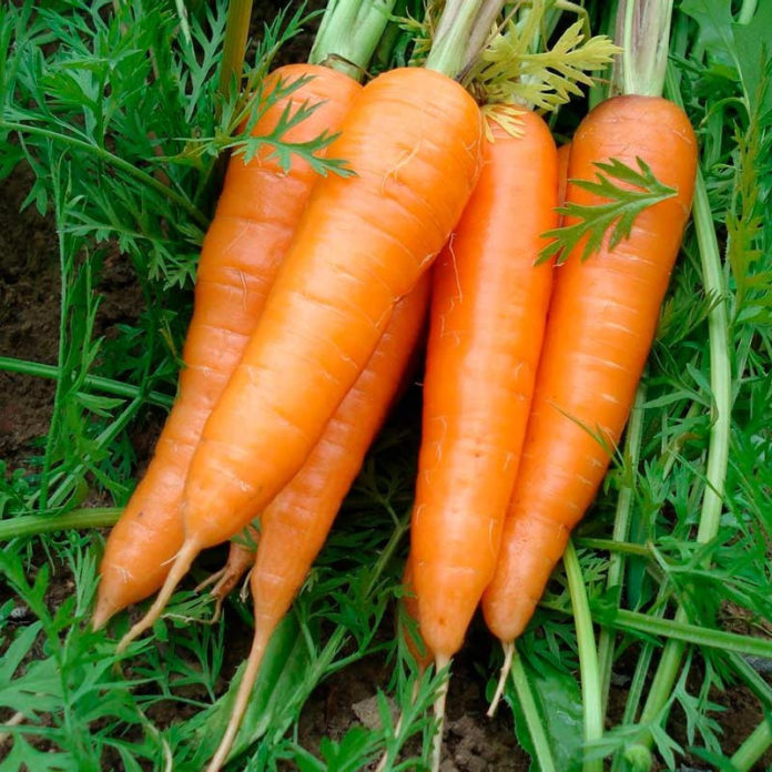 COAG zanahorias