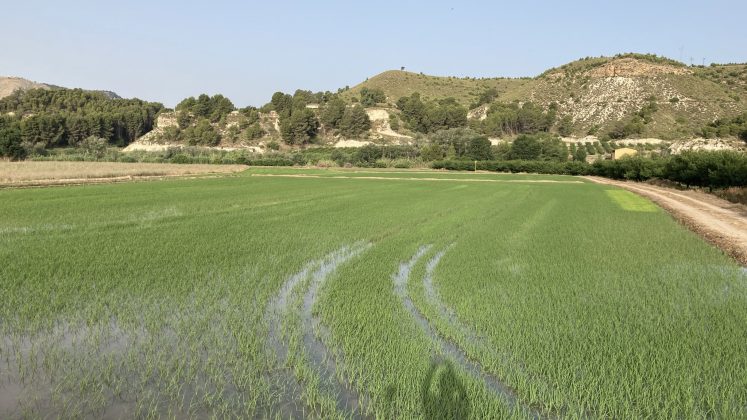 agua arrozales