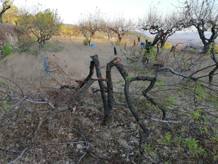 jabalí