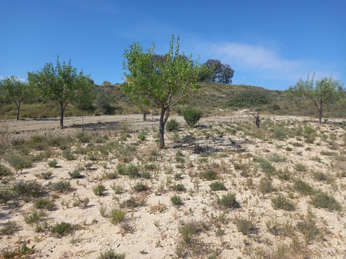 tomillo cambio climático