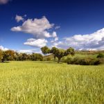 Extremadura convoca ayudas al establecimiento y mantenimiento de sistemas agroforestales