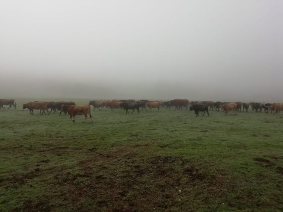 campo pinta menos