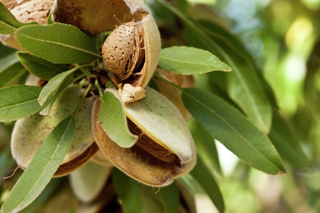 almendra ecológica almendra ecológica