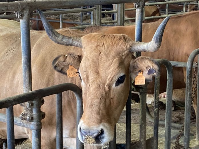 vacas