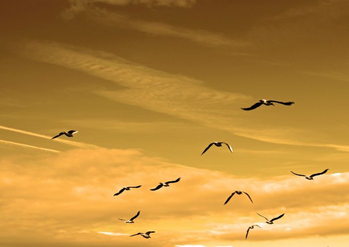 ave silvestre aves silvestre