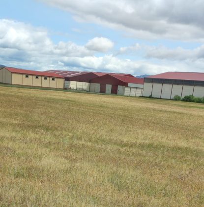 Campo de cebada