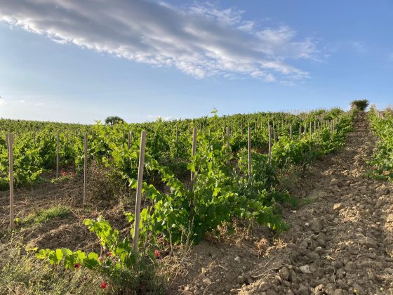 El Ministerio de Agricultura ha sometido a consulta p&uacute;blica un proyecto de real decreto por el que se introducen cambios en el r&eacute;gimen de autorizaciones de plantaci&oacute;n y replantaci&oacute;n de vi&ntilde;edo