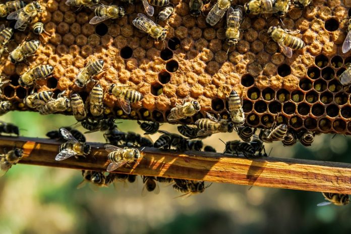 apicultura intervención