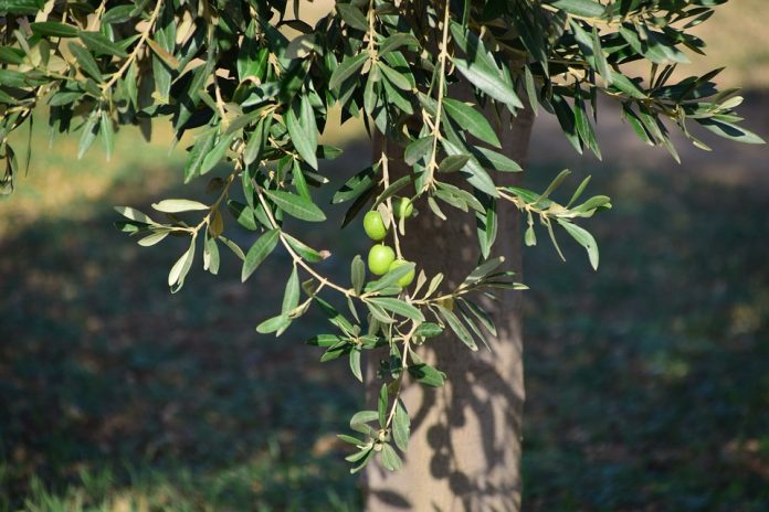 aceite