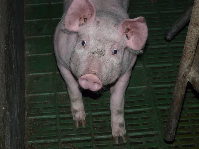 Comentario de mercados de productos ganaderos: porcino blanco