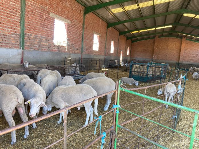 Comentario de mercados: ovino