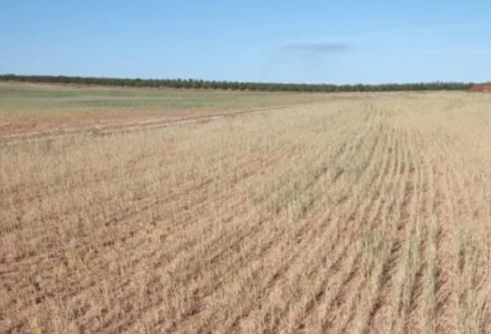 La Rioja ha remitido recientemente a ENESA y al Consorcio de Compensación de Seguros un informe técnico que demuestra que la pérdida de cosecha sufrida esta campaña ha sido provocada por la sequía