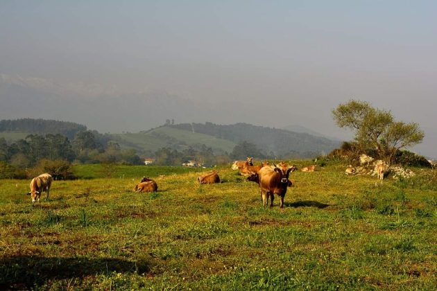 El Ministerio de Agricultura, Pesca y Alimentaci&oacute;n (MAPA) quiere ampliar el plan de vacunaci&oacute;n contra la DNS