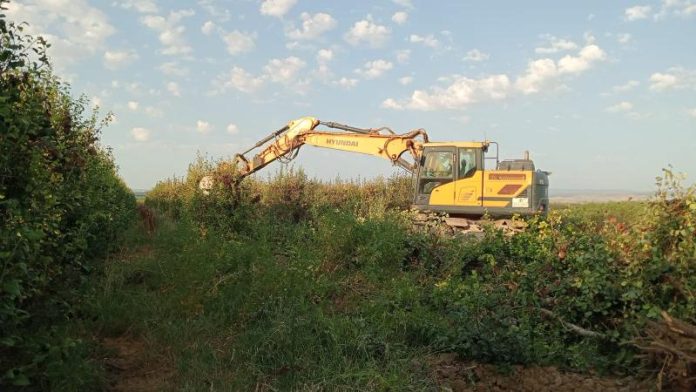Ayudas Aragón activa un plan de ayudas de medio millón de euros contra el fuego bacteriano