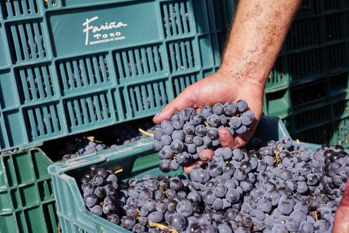 El Consejo Sectorial Vitivinícola de Cooperativas Agro-alimentarias de España se ha reunido esta semana para analizar la evolución de la campaña vitivinícola