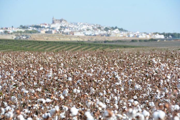 producción algodón producción algodón