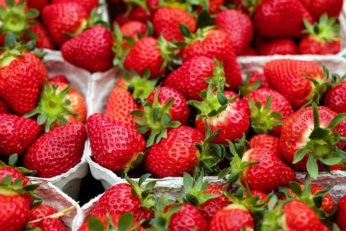 fresas
