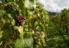 Cooperativas Agro-alimentarias prevé que la producción de vino y mosto nacional rozará los 34 millones de hectolitros vino