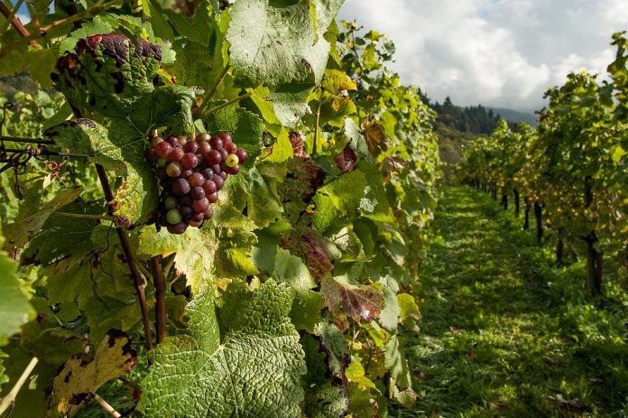 viñas vino