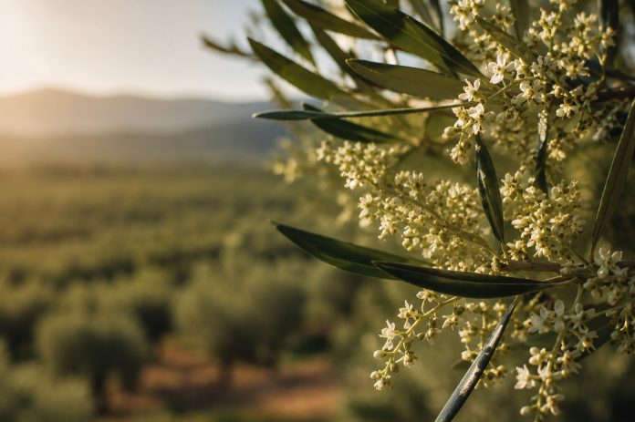La floración del olivar centrará la próxima emisión de AGROPOPULAR