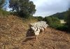 Nuevos casos de Peste Porcina Africana, lengua azul y Brucelosis Bovina mantenimiento libros