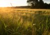Participa en el concurso de AGROPOPULAR, estas son las normas Normas AGROPOPULAR
